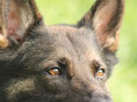 Aero vom Flughafenblick  Bes.: Brigitta Merz : 28_7_2014