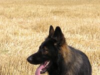 Amarouk von den Wolfsgruben  Bes.: Britta Flauger