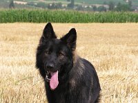 Amarouk von den Wolfsgruben  Bes.: Britta Flauger