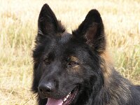 Amarouk von den Wolfsgruben