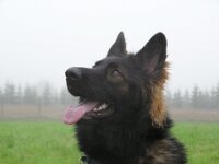 Amarouk von den Wolfsgruben  Bes.: Britta Flauger