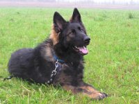 Amarouk von den Wolfsgruben  Bes.: Britta Flauger