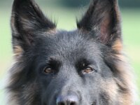 Anuk  Galubka-Rai von den Wolfsgruben, genannt Anuk Bes. Monika Leu : 15.9.2014