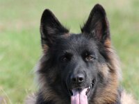 Anuk  Galubka-Rai von den Wolfsgruben, genannt Anuk Bes. Monika Leu : 15.9.2014