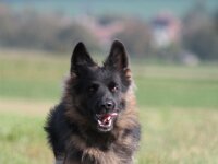 Anuk  Galubka-Rai von den Wolfsgruben, genannt Anuk Bes. Monika Leu : 15.9.2014