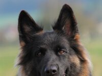 Anuk  Galubka-Rai von den Wolfsgruben, genannt Anuk Bes. Monika Leu : 15.9.2014