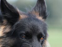 Anuk  Galubka-Rai von den Wolfsgruben, genannt Anuk Bes. Monika Leu : 15.9.2014