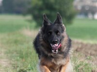 Anuk  Galubka-Rai von den Wolfsgruben, genannt Anuk Bes. Monika Leu : 15.9.2014
