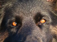 Anuk  Galubka-Rai von den Wolfsgruben, genannt Anuk Bes. Monika Leu