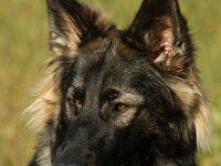 Ayla  Bes.: Brigitt und Franco Weyland