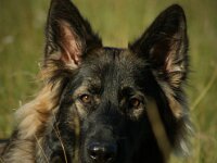 Ayla  Bes.: Brigitt und Franco Weyland