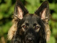 Ayla  Bes.: Brigitt und Franco Weyland