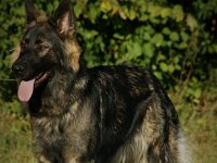 Ayla  Bes.: Brigitt und Franco Weyland