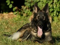 Ayla  Bes.: Brigitt und Franco Weyland