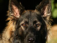Ayla  Bes.: Brigitt und Franco Weyland