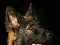 Ayla  Bes.: Brigitt und Franco Weyland
