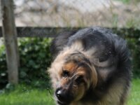 Bella  Schnauzer x Schäferhund-Mix Bes. Hansruedi Müller : 13.07.2012