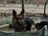 Bella  Schnauzer x Schäferhund-Mix Bes. Hansruedi Müller : 13.07.2012