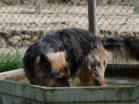 Bella  Schnauzer x Schäferhund-Mix Bes. Hansruedi Müller : 13.07.2012