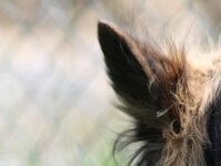 Bella  Schnauzer x Schäferhund-Mix Bes. Hansruedi Müller : 13.07.2012