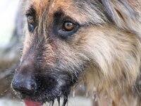 Bella  Schnauzer x Schäferhund-Mix Bes. Hansruedi Müller : 13.07.2012