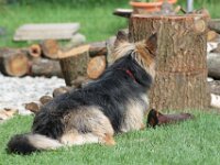 Bella  Schnauzer x Schäferhund-Mix Bes. Hansruedi Müller : 13.07.2012