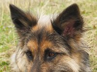 Bella  Schnauzer x Schäferhund-Mix Bes. Hansruedi Müller