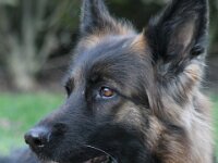 Berylle von den Wolfsgruben