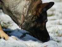 Cira von der Wolfsmacht  Bes.: Brigitta Merz