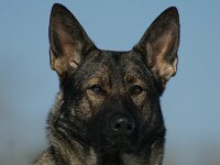Cira von der Wolfsmacht