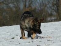 Cira von der Wolfsmacht  Bes.: Brigitta Merz