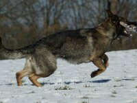 Cira von der Wolfsmacht  Bes.: Brigitta Merz