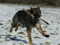 Cira von der Wolfsmacht  Bes.: Brigitta Merz