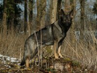 Cira von der Wolfsmacht  Bes.: Brigitta Merz