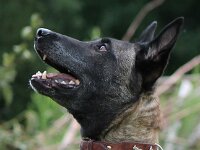 Cora du Mont St. Aubert  Bes.: Tajana Müller