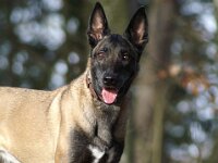 Cora du Mont St. Aubert  Bes.: Tajana Müller