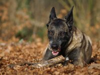 Cora du Mont St. Aubert  Bes.: Tajana Müller