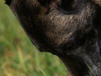 Cora du Mont St. Aubert  Bes.: Tajana Müller