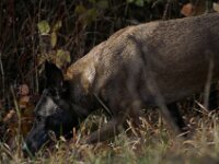 Cora du Mont St. Aubert  Bes.: Tajana Müller
