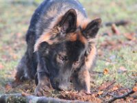 Crash von der Eifgenburg  Bes.: Norbert Schlumpf : 10.03.2013
