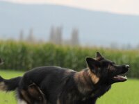 Crash von der Eifgenburg  Bes.: Norbert Schlumpf