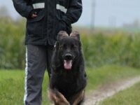 Crash von der Eifgenburg  Bes.: Norbert Schlumpf