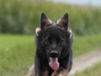 Crash von der Eifgenburg  Bes.: Norbert Schlumpf