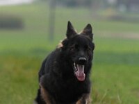 Crash von der Eifgenburg  Bes.: Norbert Schlumpf