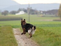 Crash von der Eifgenburg  Bes.: Norbert Schlumpf