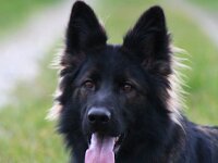 Crash von der Eifgenburg  Bes.: Norbert Schlumpf