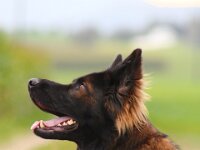 Crash von der Eifgenburg  Bes.: Norbert Schlumpf