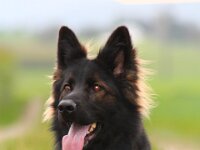 Crash von der Eifgenburg  Bes.: Norbert Schlumpf