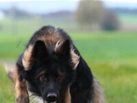 Crash von der Eifgenburg  Bes.: Norbert Schlumpf