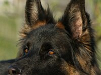 Gamma von den Wolfsgruben
